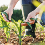 Market updates for corn and soybean growers