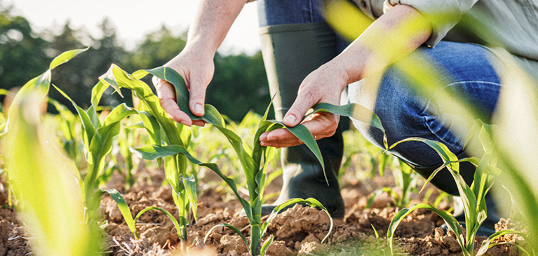 Market updates for corn and soybean growers
