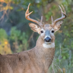 Hunters can win cash for their deer