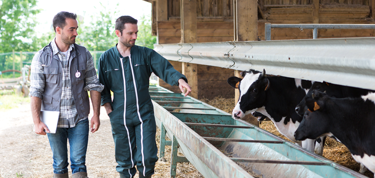 Two men walking on the farm