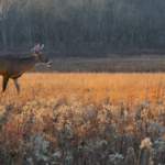 Fall is one of the best seasons to experience in Michigan
