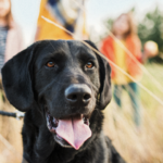 Black lab panting in a field