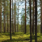 Vacant Land with trees
