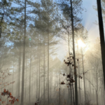 Foggy day in the woods