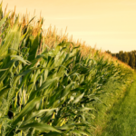 GreenStone Directors Perspective