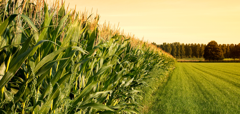 GreenStone Directors Perspective