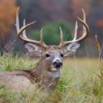 Deer laying in field