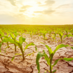 Sun setting over crop in a field