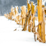 Snowy corn stalks in field