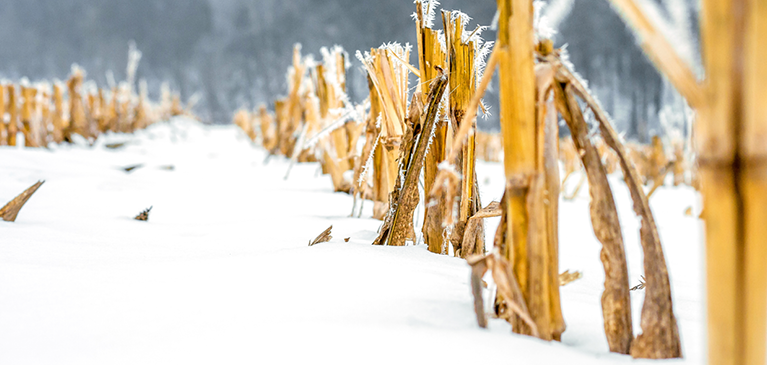 Snowy corn stalks in field
