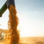 Corn going into grain bin