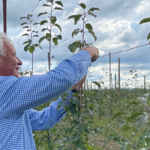 Man looking at apple trees