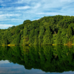 Lake with green trees