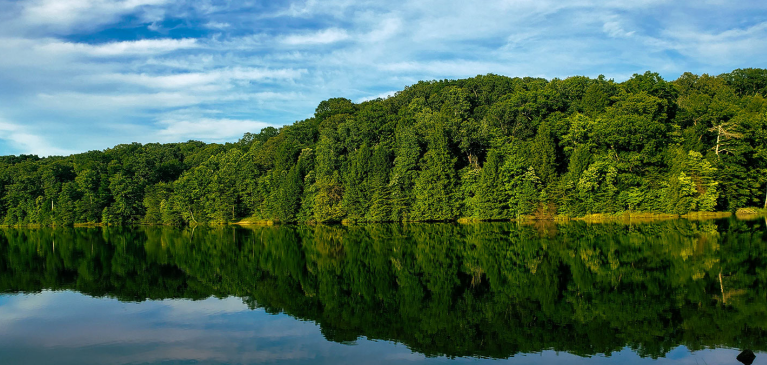 Lake with green trees