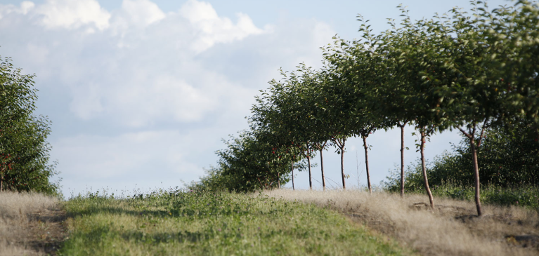 Shoreline Fruit Traverse City