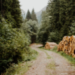 Michigan or Wisconsin Timber