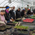 People in a greenhouse planting plants.