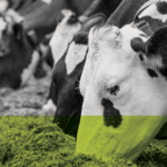 The benefit of online dairy cattle auctions