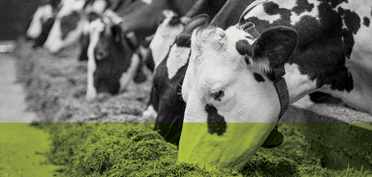 The benefit of online dairy cattle auctions