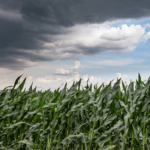 Corn field in a hail storm