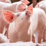 pork market outlook