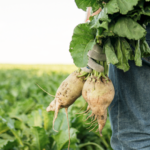 A producer harvesting sugar beets
