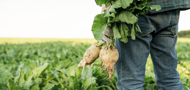 A producer harvesting sugar beets