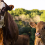 Importance of livestock risk protection