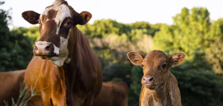 Importance of livestock risk protection