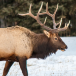 Elk in the snow