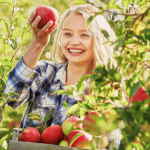 Apple grower picking apples