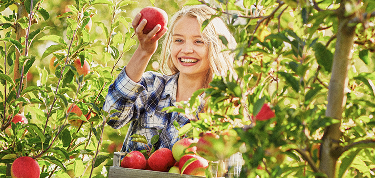 Apple grower picking apples