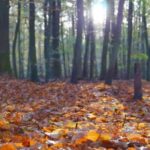 Ground view of the floor of a forest in fall with orange and red leaves on the floor