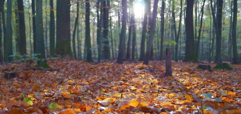 Ground view of the floor of a forest in fall with orange and red leaves on the floor