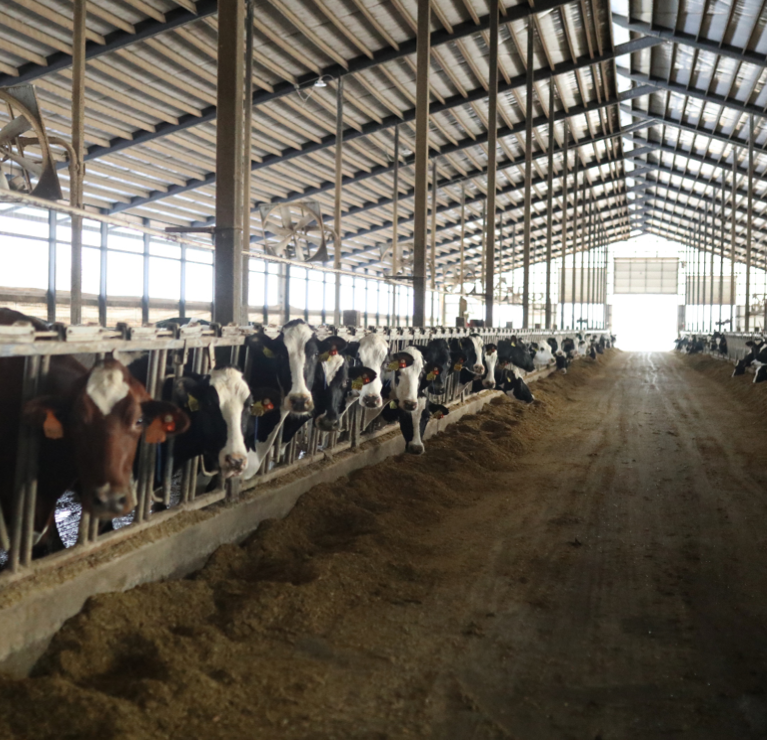 Schmidt's Ponderosa's free-stall barn