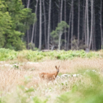 Deer standing in field in front of woods.