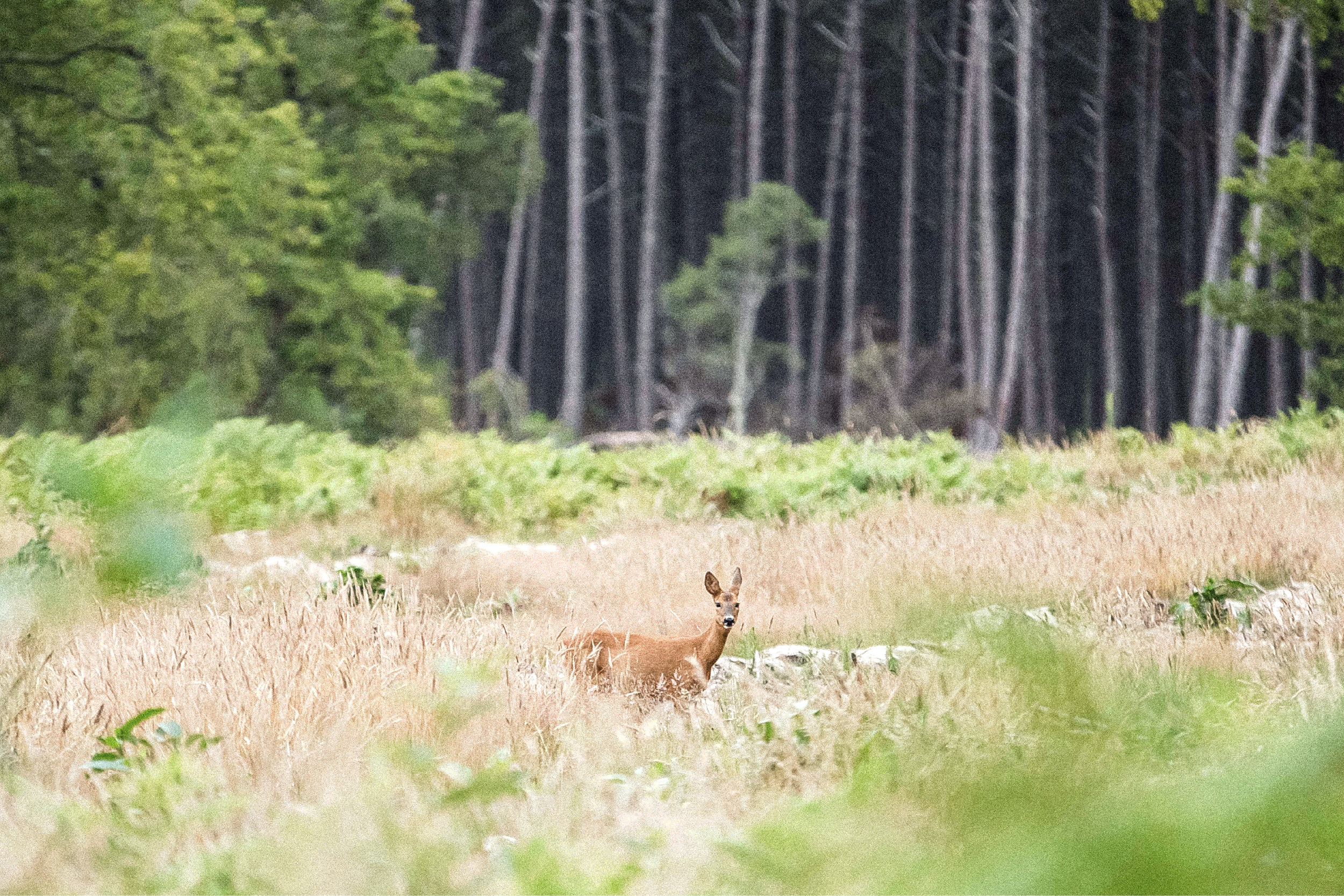 Deer standing in field in front of woods.