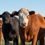 Updates to Livestock Risk Protection and Dairy Revenue Protection will give producers more flexibility and opportunities to protect their operations.