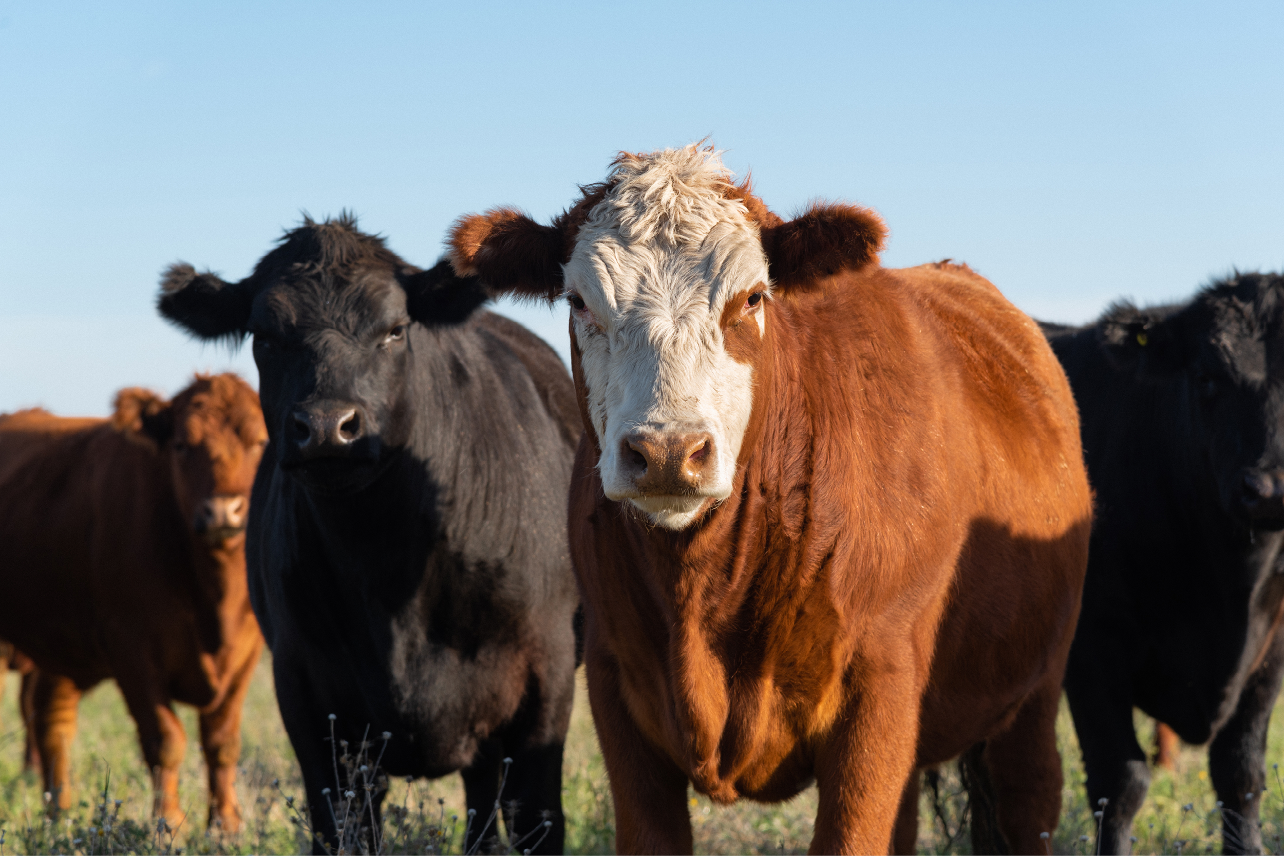 Updates to Livestock Risk Protection and Dairy Revenue Protection will give producers more flexibility and opportunities to protect their operations.