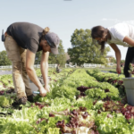 A male and woman farmer leaning over to pick vegetables in a field