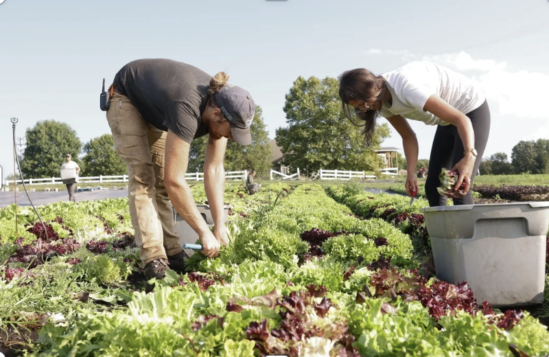 A male and woman farmer leaning over to pick vegetables in a field
