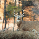 Buck standing in the woods