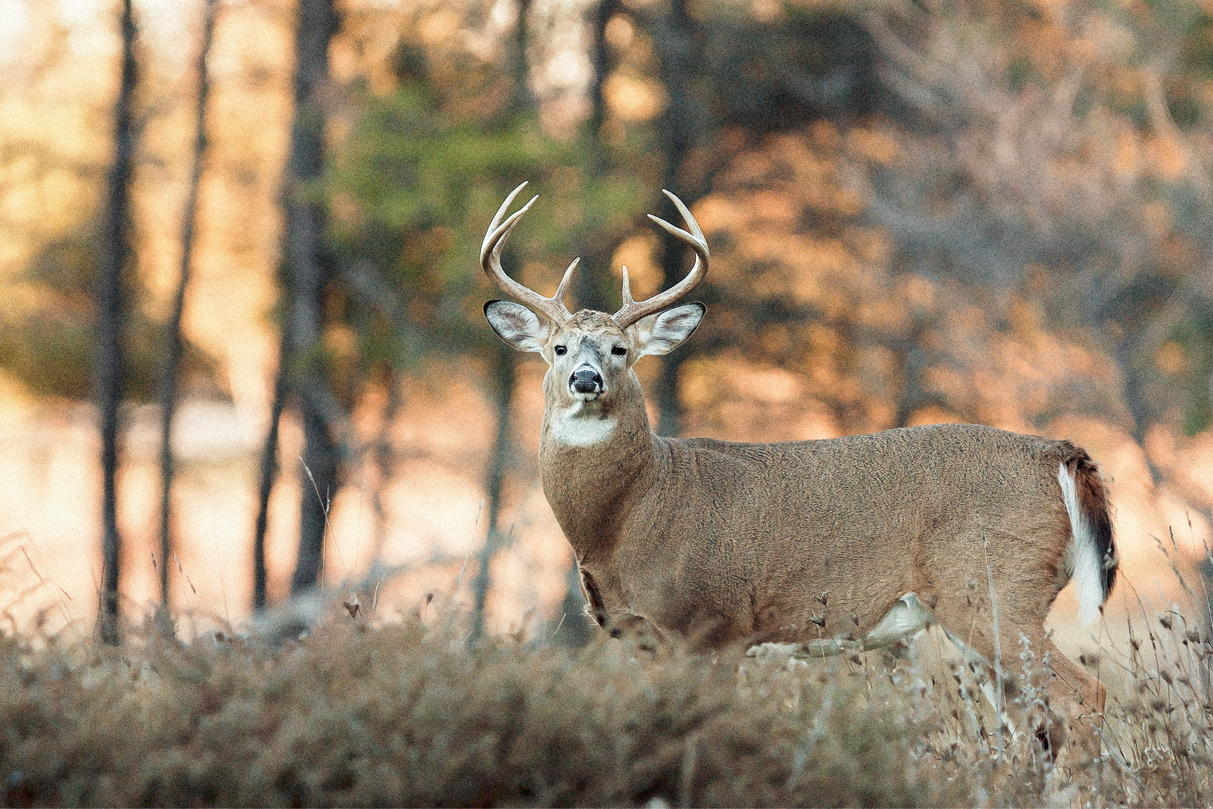 Buck standing in the woods