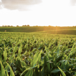 Corn field with a line of trees in the distance