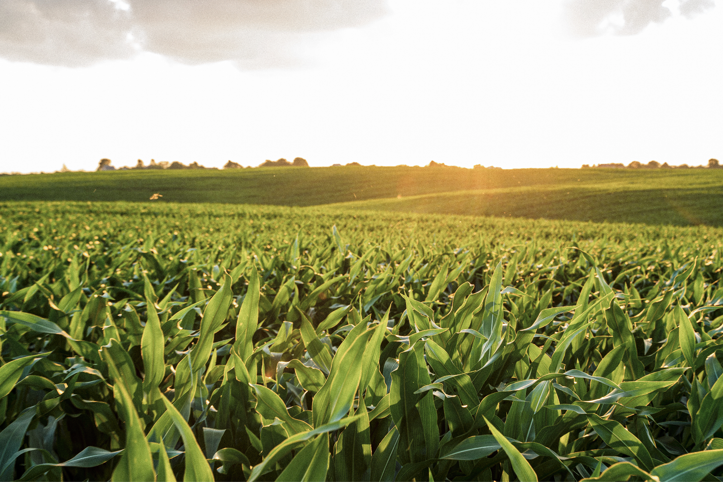 Corn field with a line of trees in the distance