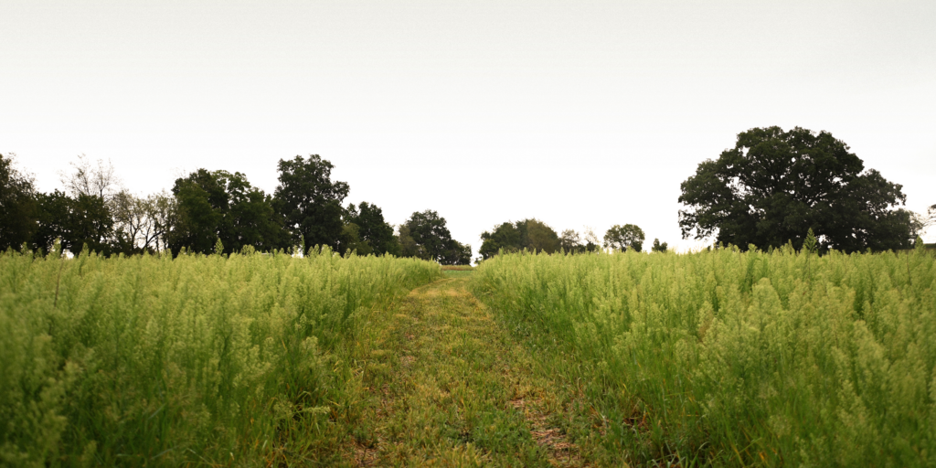 A field with trees in the distance
