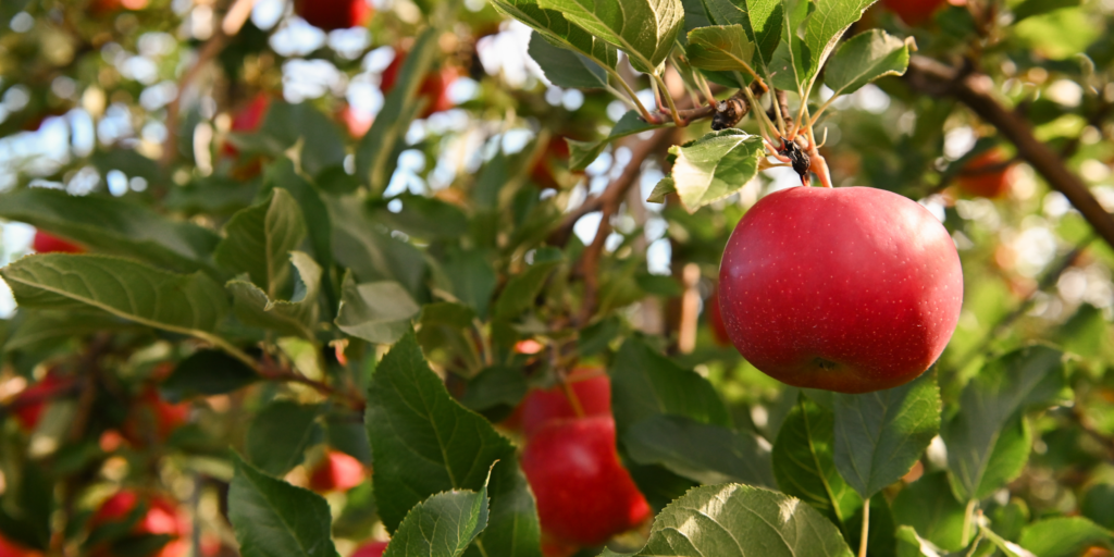 Apples on a tree